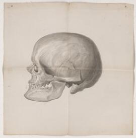 Painting, human skull