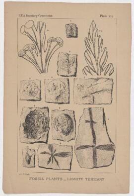 Fossil plants - lignite tertiary