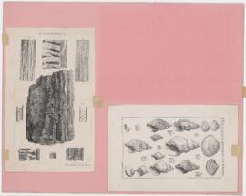 Dadoxylon materiarium, critical and rare post-Pliocene species (Canadian Naturalist)