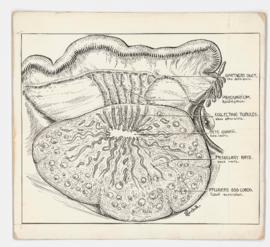 Ovarian mutations