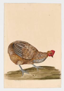 Domestic Fowl [female] Rumpless