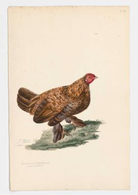 Domestic Fowl [female] (Booted Bantam)