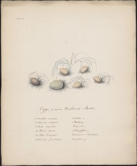 Eggs of various Woodland Birds