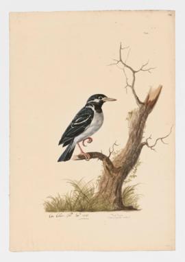 Pied Myna