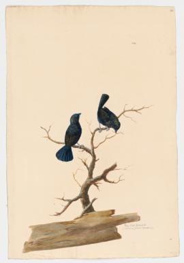 Blue-black Grassquit