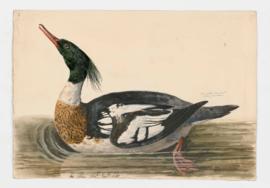 Red-breasted merganser [male]