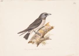 Ashy Woodswallow (Artamus fuscus)