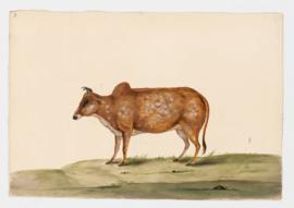 Common Cattle (Zebu variety), female