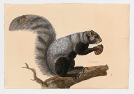 Western Fox Squirrel