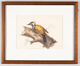 Lesser golden-backed woodpecker (Dinopium benghalense)