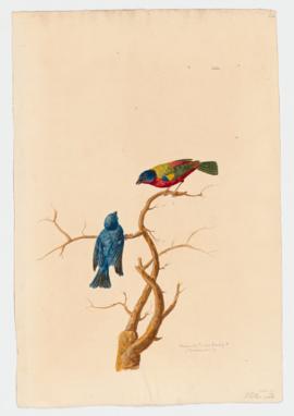 Nonpareil; painted Bunting [male]