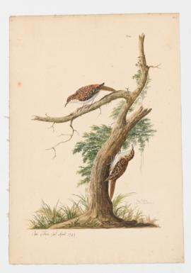 Tree creeper