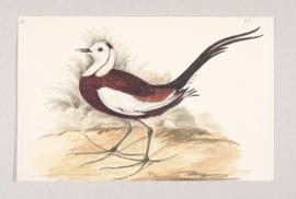 Pheasant-tailed jacana (Hydrophasianus chirurgus)