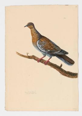 Brown Indian Dove?