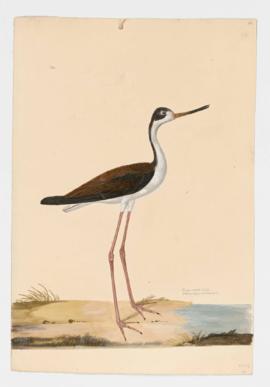 Black-necked Stilt