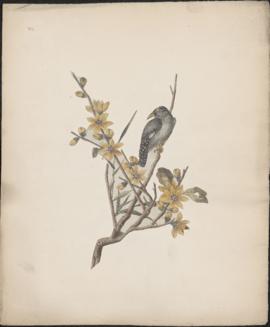 Black bird on yellow flowering branch