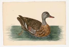 Gadwall [female]