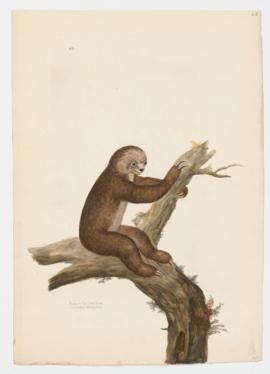 Unau or Two-toed Sloth