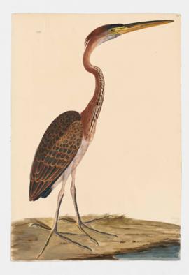 Purple Heron, immature