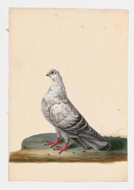 Rock Dove, Rock Pigeon