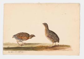 Quail