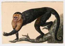 White-faced Capuchin Monkey