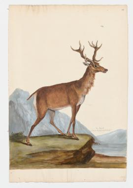 Red deer [male]