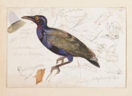 [Unidentified starling].