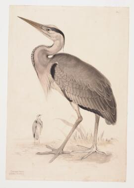 Common Heron (Ardea cinerea)