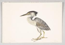 Striated Heron (Butorides striatus)