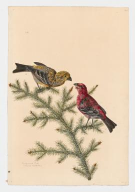 Pine Grosbeak [male]&[female]