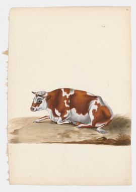 Common Cattle, female