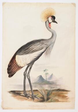 Crowned crane (balearica regulorum)
