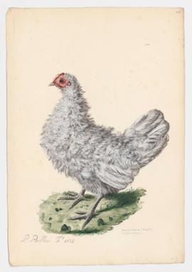 Domestic Fowl male