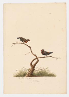 Amadurvade Waxbill