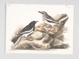 Oriental magpie-robin (Copsychus saularis)