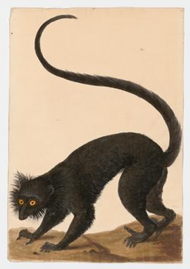 Black Lemur