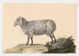 Domestic Sheep (Criollo), female