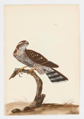 Eurasian Sparrowhawk