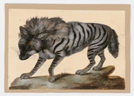 Striped Hyena [male]