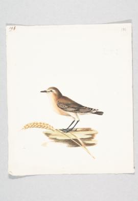 Desert wheatear (Oenanthe deserti)