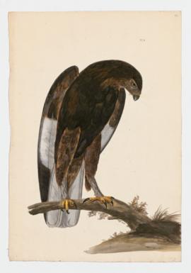 Variable Hawk