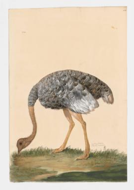 Southern Ostrich [female]