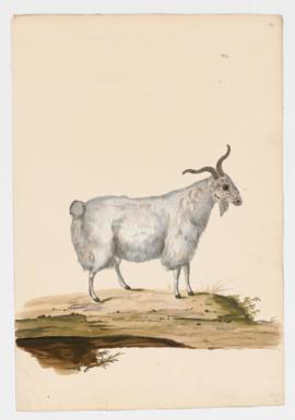 Domestic Goat, female