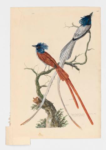 Indian online paradise flycatcher