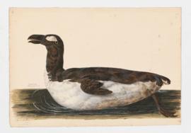 Great Auk