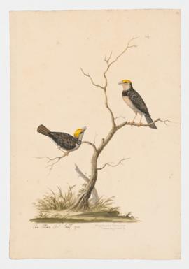 Black-throated Weaver-bird