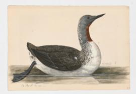 Red-throated Loon