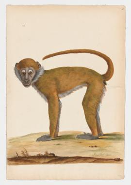 Yellow Baboon