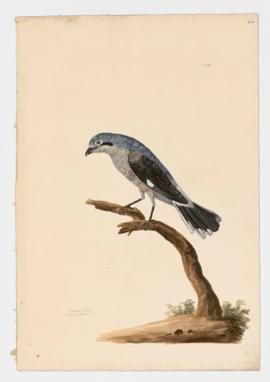 Northern Shrike